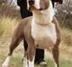 Amerikansk staffordshire terrier Blue Gardian Shadows Cool