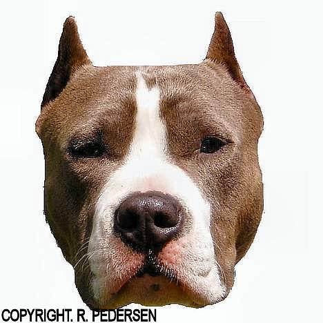 Amerikansk staffordshire terrier Gang-staff FunFun (R.I.P) - Boris 2½ år billede 15