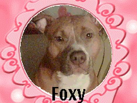 Amerikansk staffordshire terrier Foxy - Fotomodel... billede 1