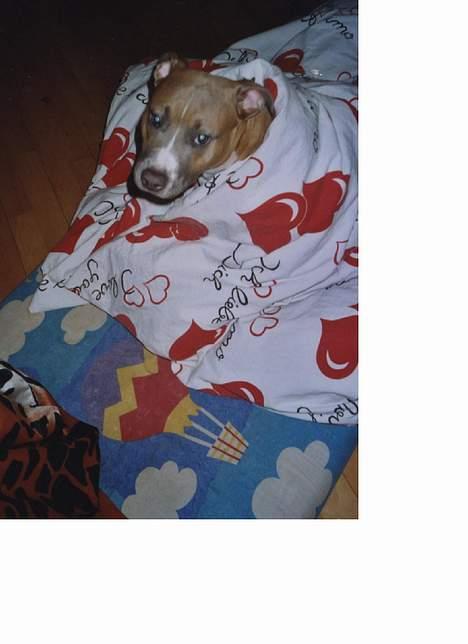 Amerikansk staffordshire terrier Foxy billede 2