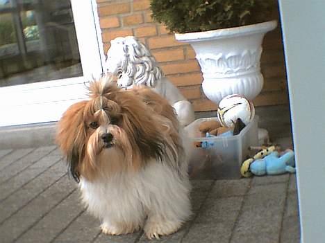 Lhasa apso Khantöma-Ri Fujiyama  - Hurra nu er jeg et 1 år billede 11