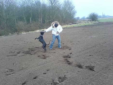 Amerikansk staffordshire terrier nala R.I.P billede 12