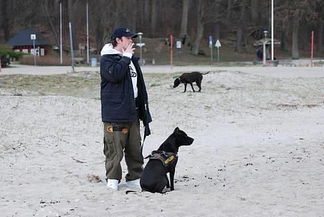 Amerikansk staffordshire terrier nala R.I.P billede 13