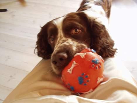 Engelsk springer spaniel Basse billede 8