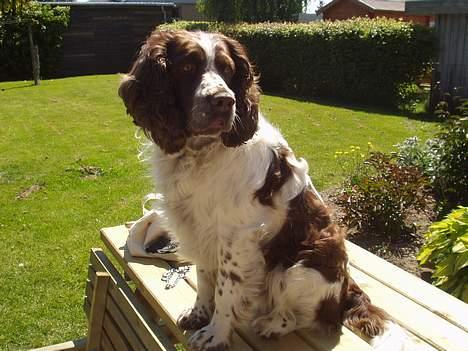 Engelsk springer spaniel Basse billede 9