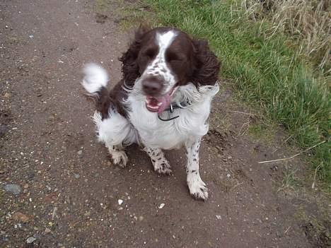 Engelsk springer spaniel Basse - Vi er ude og gå i blæsvejr billede 10