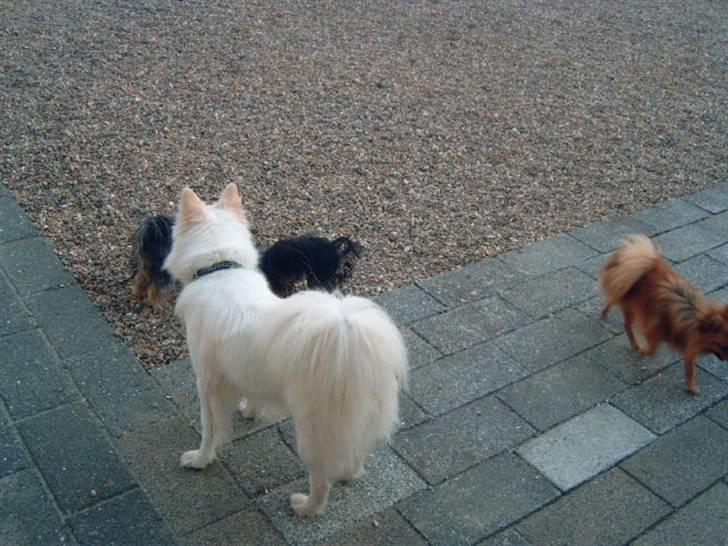 Blanding af racer Bailey - FLOT IKK?  billede 15