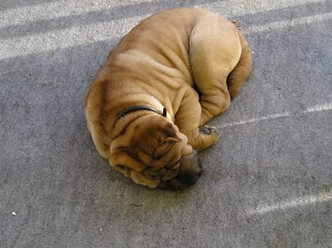 Shar pei Nanna + Død+  - Jeg napper lige en lur her!!! billede 10