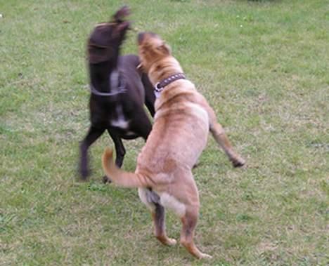 Shar pei Nanna + Død+  - Kom så lige med den gren!!! billede 11