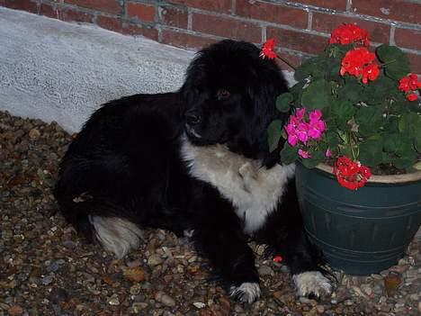 Newfoundlænder laika billede 1