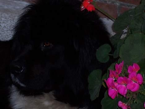 Newfoundlænder laika billede 2