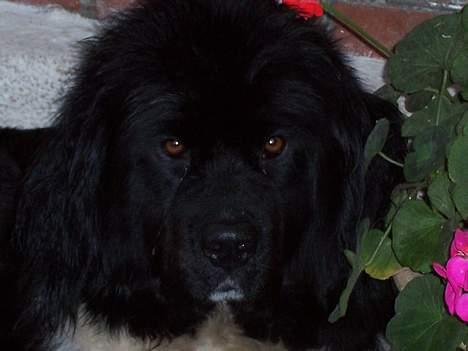 Newfoundlænder laika billede 3