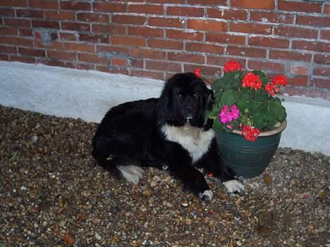 Newfoundlænder laika billede 4