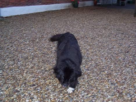 Newfoundlænder laika billede 5