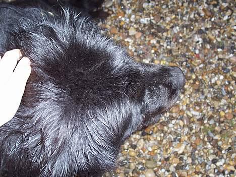 Newfoundlænder laika billede 6