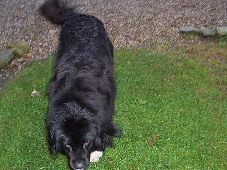 Newfoundlænder laika billede 7