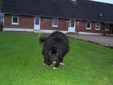 Newfoundlænder laika billede 8