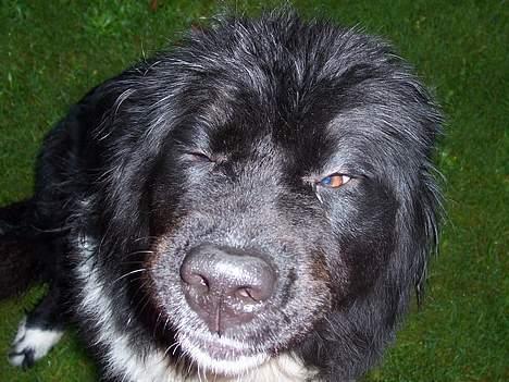 Newfoundlænder laika billede 9