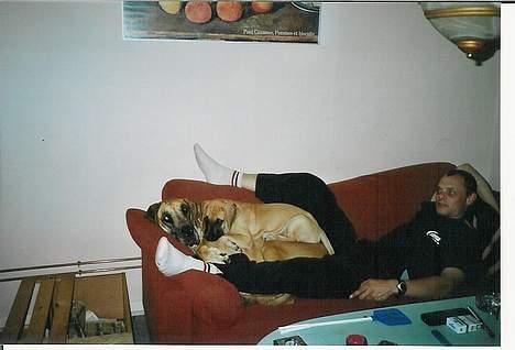 Grand danois **Død**Great Dane's Minie - ja nu ligger jeg altså godt billede 2