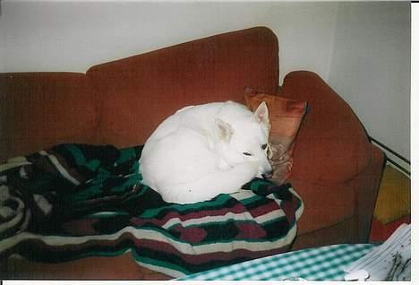 Blanding af racer Tyson billede 3