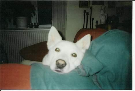 Blanding af racer Tyson billede 4