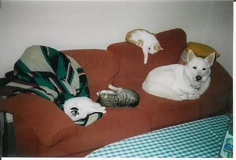 Blanding af racer Tyson billede 5