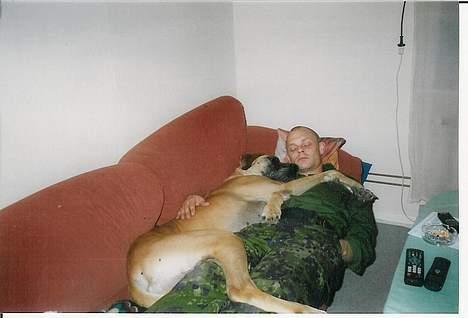 Grand danois Great Dane's Tinka - elsker at putte med klaus billede 4