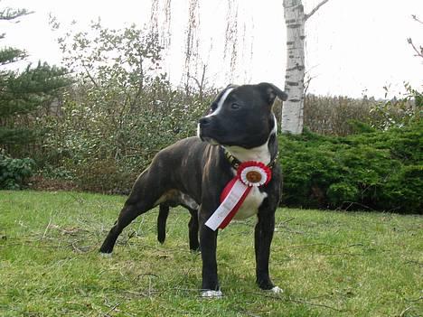 Staffordshire bull terrier roxystaff Milo billede 19