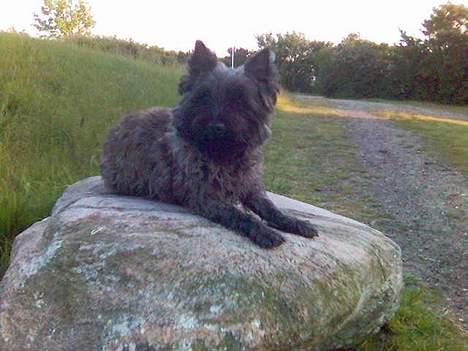 Cairn terrier Tilde - skøn ikk´?? billede 1