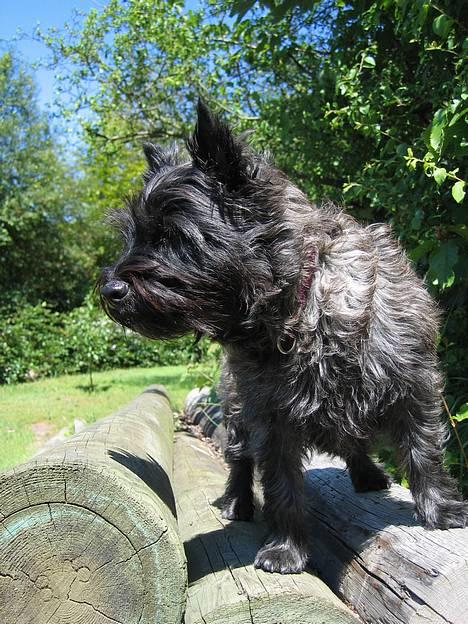 Cairn terrier Tilde - Skønne tilde !! billede 2