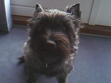 Cairn terrier Tilde billede 3