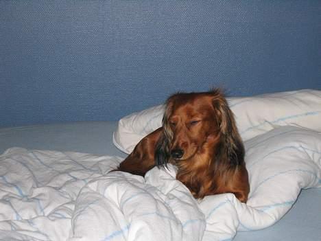 Gravhund Musch aka terroristen - Ihh den dumme blitz billede 8