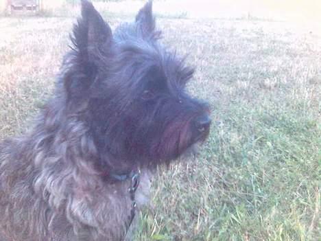 Cairn terrier Tilde billede 4