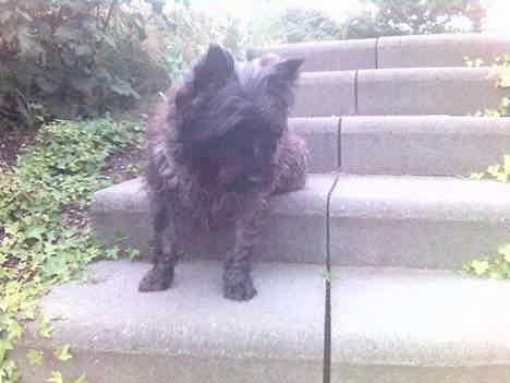 Cairn terrier Tilde billede 5