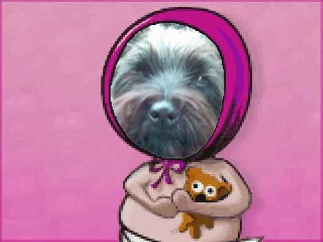 Cairn terrier Tilde - baby musse Tilde billede 6