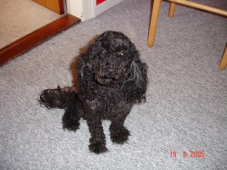 Dværgpuddel Trunte 'RIP* - Trunte prøver at se eksemplarisk ud hehe billede 3