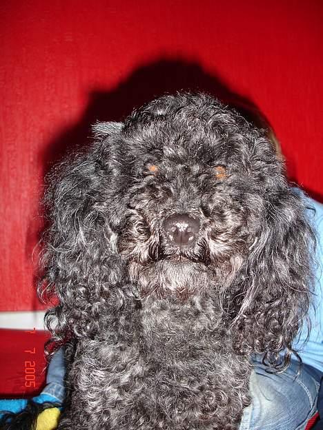 Dværgpuddel Trunte 'RIP* - Jeg kan ikke se noget  billede 4