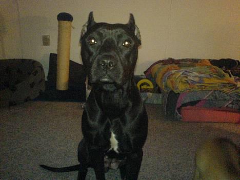 Amerikansk staffordshire terrier nala R.I.P billede 14