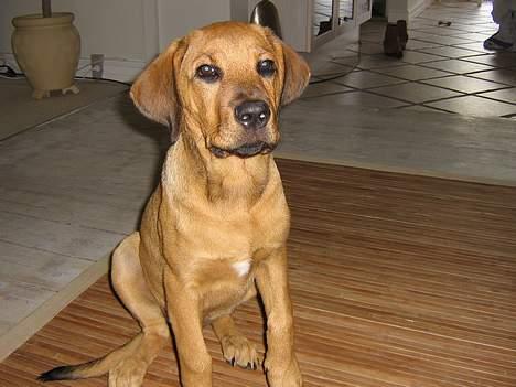 Blanding af racer Wilma billede 4