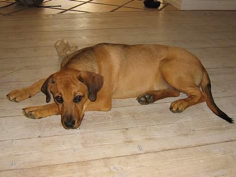 Blanding af racer Wilma billede 5