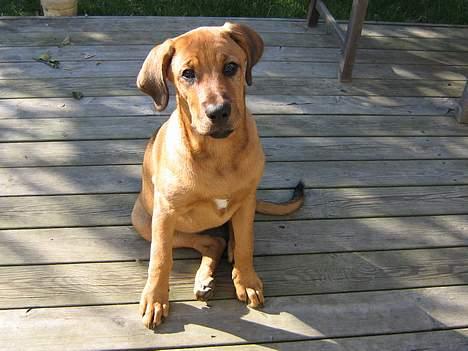 Blanding af racer Wilma billede 6