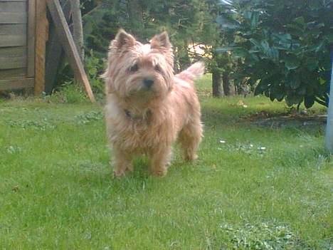 Cairn terrier Mathe - Mine dejlig hunde<3 billede 10