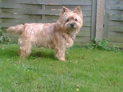 Cairn terrier Mathe - Søde Malthe  billede 11