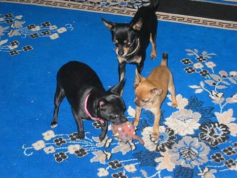 Chihuahua Cindi - familie hygge billede 16