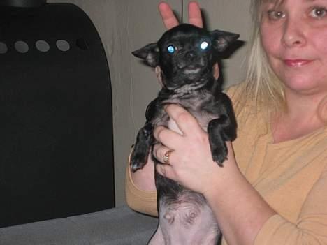 Chihuahua Cindi - mor altså billede 17
