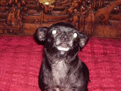 Chihuahua Cindi - tag nu det billede billede 18