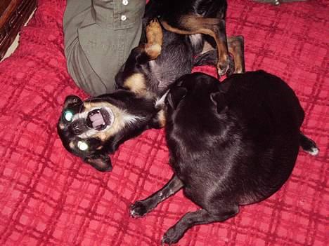 Chihuahua Cindi - hehe tyson billede 19