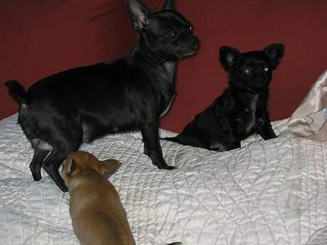 Chihuahua Cindi - mor og børn billede 20