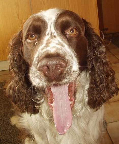 Engelsk springer spaniel Basse - uha en træt Basse... :-) billede 11