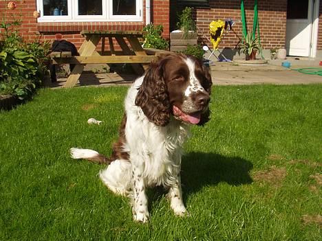 Engelsk springer spaniel Basse billede 12